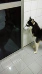 Aski - Siberian Husky Dog