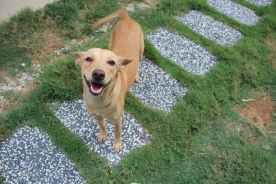 Simba And Sandy  - Mixed Breed Dog