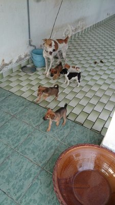 Babies - Mixed Breed Dog