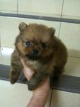 Pomeranian  - Pomeranian Dog