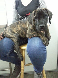 Great Dane Puppy Stolen By People ! - Great Dane Dog