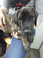 Great Dane Puppy Stolen By People ! - Great Dane Dog