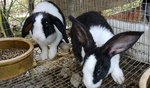 Rabbit Lelong - Hotot + Dutch Rabbit