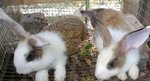 Rabbit Lelong - Hotot + Dutch Rabbit