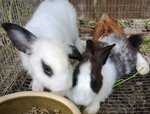 Rabbit Lelong - Hotot + Dutch Rabbit