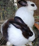 Rabbit Lelong - Hotot + Dutch Rabbit