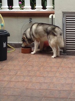 Matthew - Husky + Siberian Husky Dog