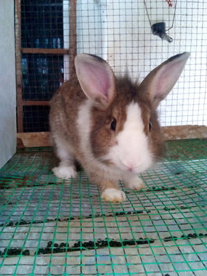 Bunny1 - Lionhead + Bunny Rabbit Rabbit