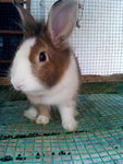 Bunny1 - Lionhead + Bunny Rabbit Rabbit