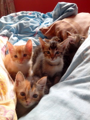 6 Kitten - Domestic Short Hair Cat