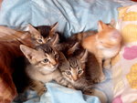 6 Kitten - Domestic Short Hair Cat