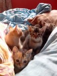 6 Kitten - Domestic Short Hair Cat