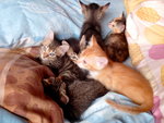 6 Kitten - Domestic Short Hair Cat