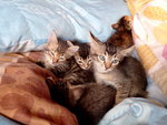 6 Kitten - Domestic Short Hair Cat