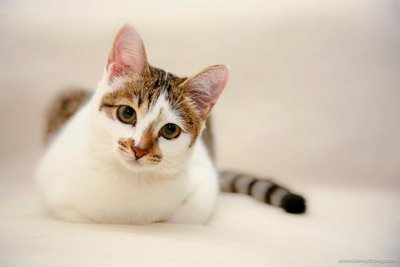 Milu - Domestic Short Hair Cat