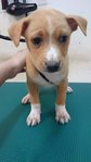 Romeo - Mixed Breed Dog