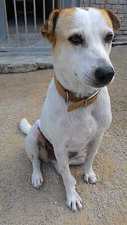 Frigga - Jack Russell Terrier Mix Dog