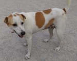 Frigga - Jack Russell Terrier Mix Dog