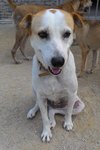 Frigga - Jack Russell Terrier Mix Dog