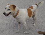 Frigga - Jack Russell Terrier Mix Dog