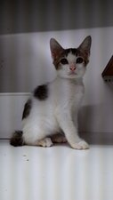 Donna Kitty - Domestic Short Hair Cat