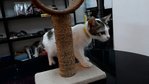 Donna Kitty - Domestic Short Hair Cat