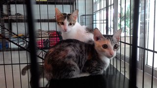 Donna Kitty - Domestic Short Hair Cat
