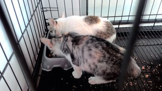 Donna Kitty - Domestic Short Hair Cat