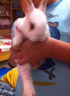 Dusty - New Zealand Rabbit