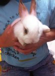 Dusty - New Zealand Rabbit