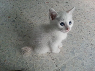 Little White - Oriental Short Hair Cat