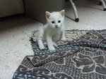 Little White - Oriental Short Hair Cat