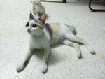 Little White - Oriental Short Hair Cat