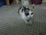 Little White - Oriental Short Hair Cat