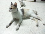 Little White - Oriental Short Hair Cat