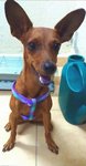 Fugly - Miniature Pinscher Dog