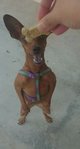 Fugly - Miniature Pinscher Dog