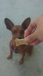 Fugly - Miniature Pinscher Dog