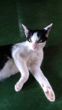 Tamteh - Javanese Cat