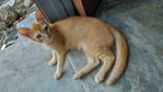 Oyen - Javanese Cat