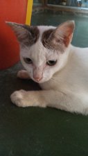 Luna - Javanese Cat