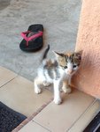 Female Kitten