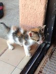 Female Kitten