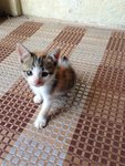 Female Calico Kitten