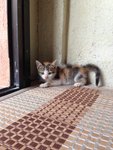 Female Calico Kitten