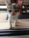 Tabby Male Kitten, Calico Female - Domestic Short Hair Cat