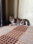 Tabby Male Kitten, Calico Female - Domestic Short Hair Cat