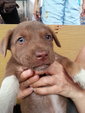 Ipoh - Gigi (With Blue Eyes) - Pit Bull Terrier Mix Dog