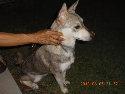 PF59490 - Husky Mix Dog