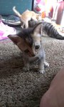 Grey Kitten - Tabby Cat